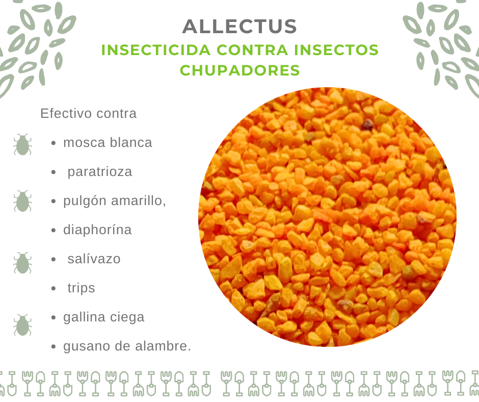 Allectus GR Allectus GR