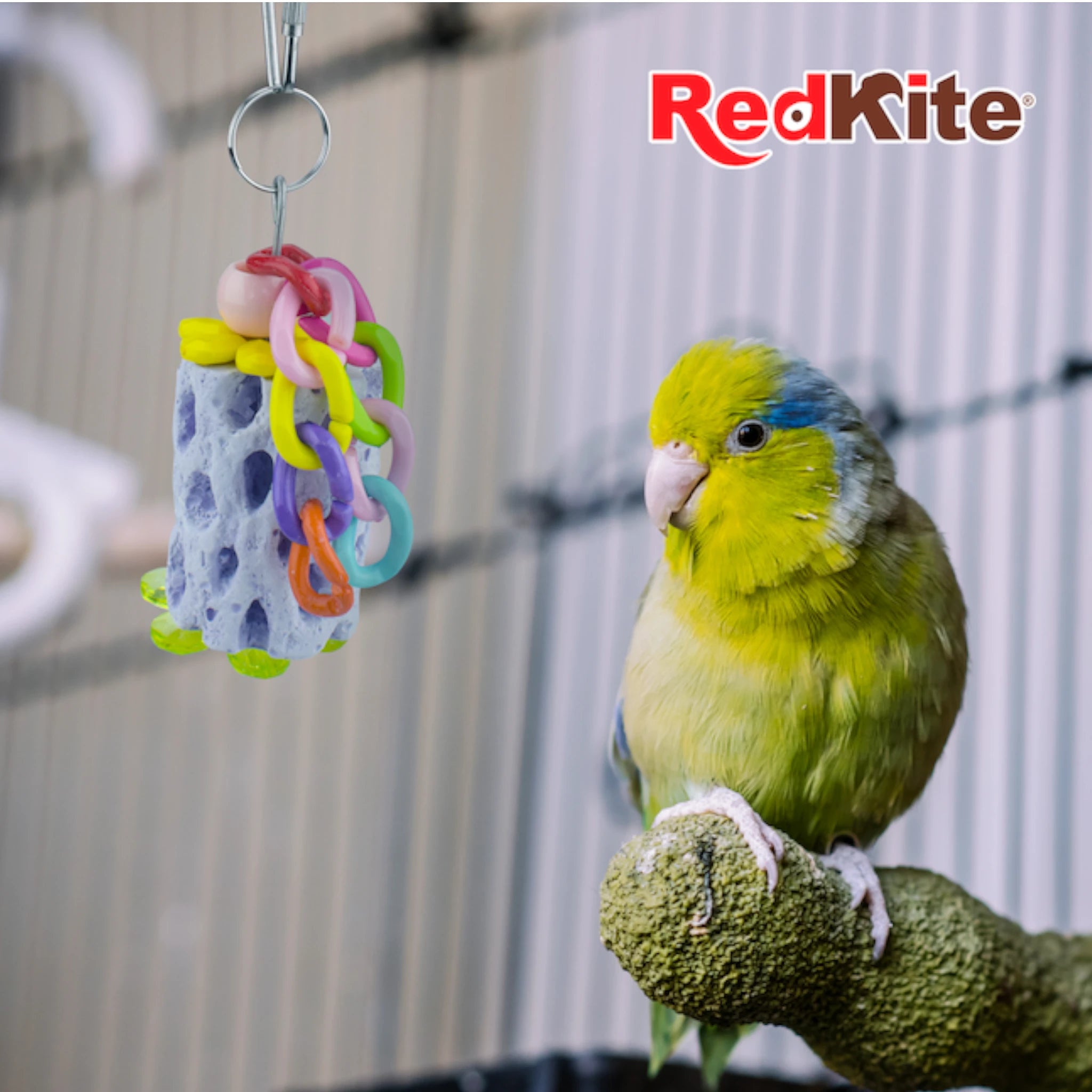 Juguete colgante con calcio para aves Ave frente a juguete colgante RedKite con calcio, dentro de una jaula.