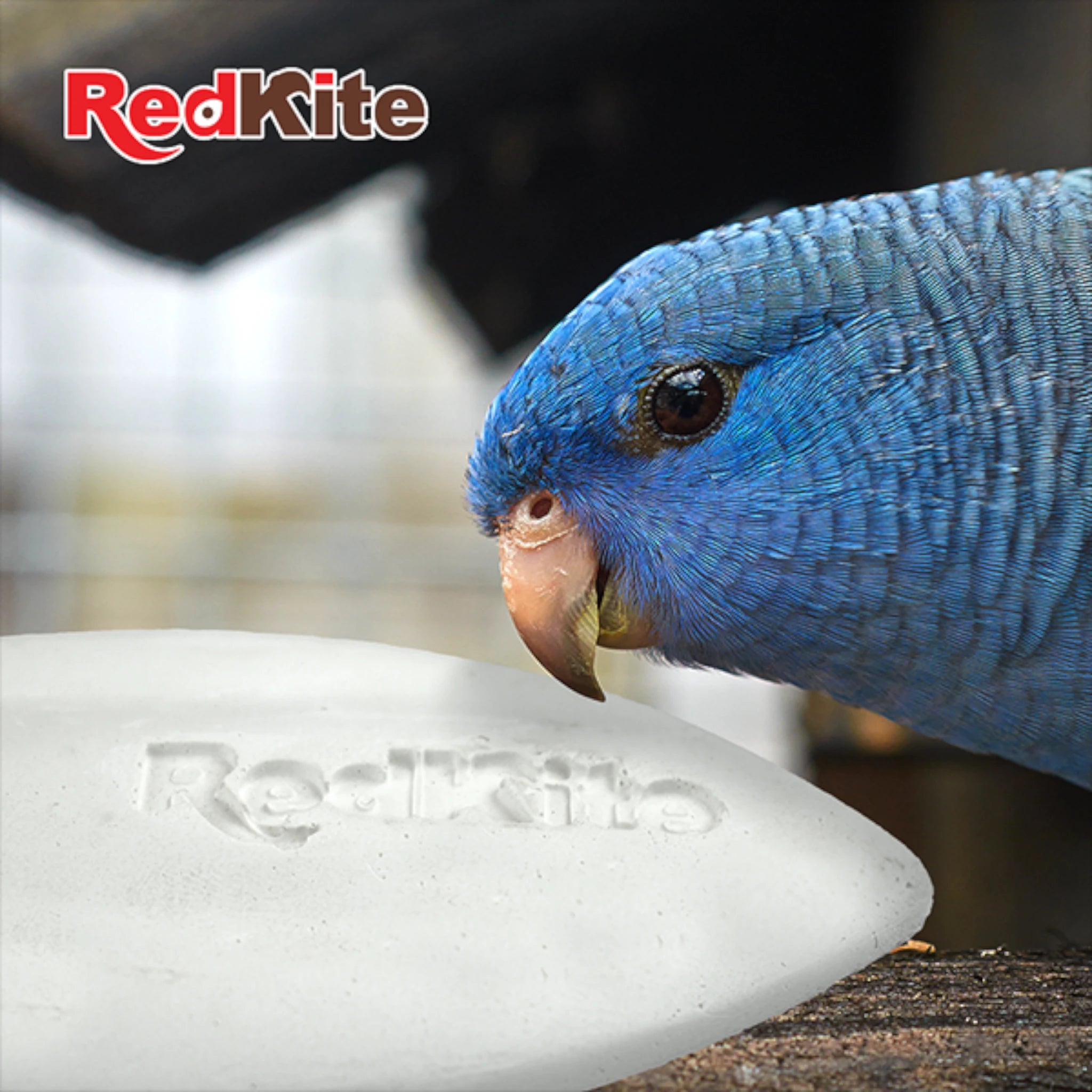 Barrita de calcio para aves hueso de jibia Imagen ilustrativa de un periquito picoteando una barrita de calcio