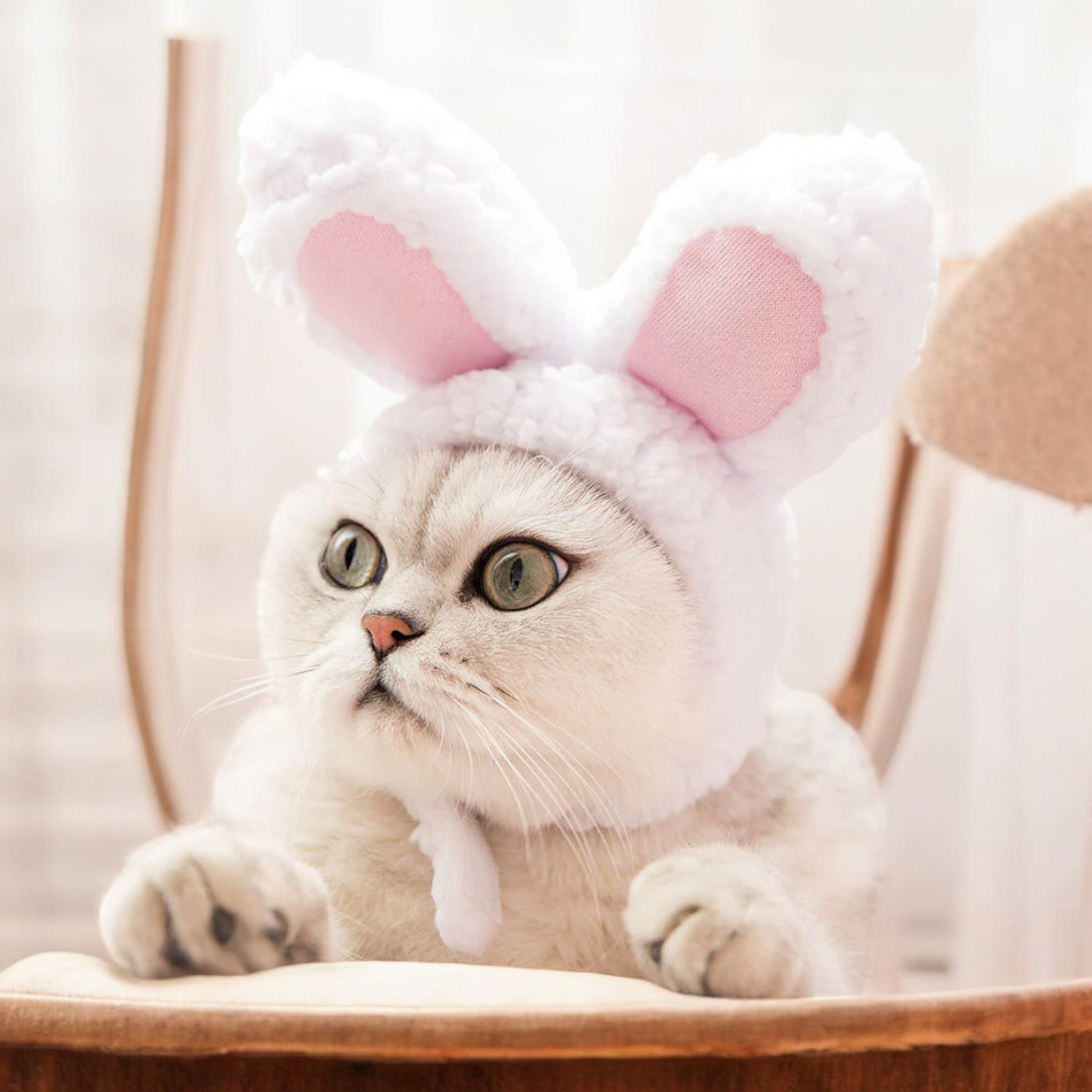 Gorro de Orejas de conejo Gorro de Orejas de conejo