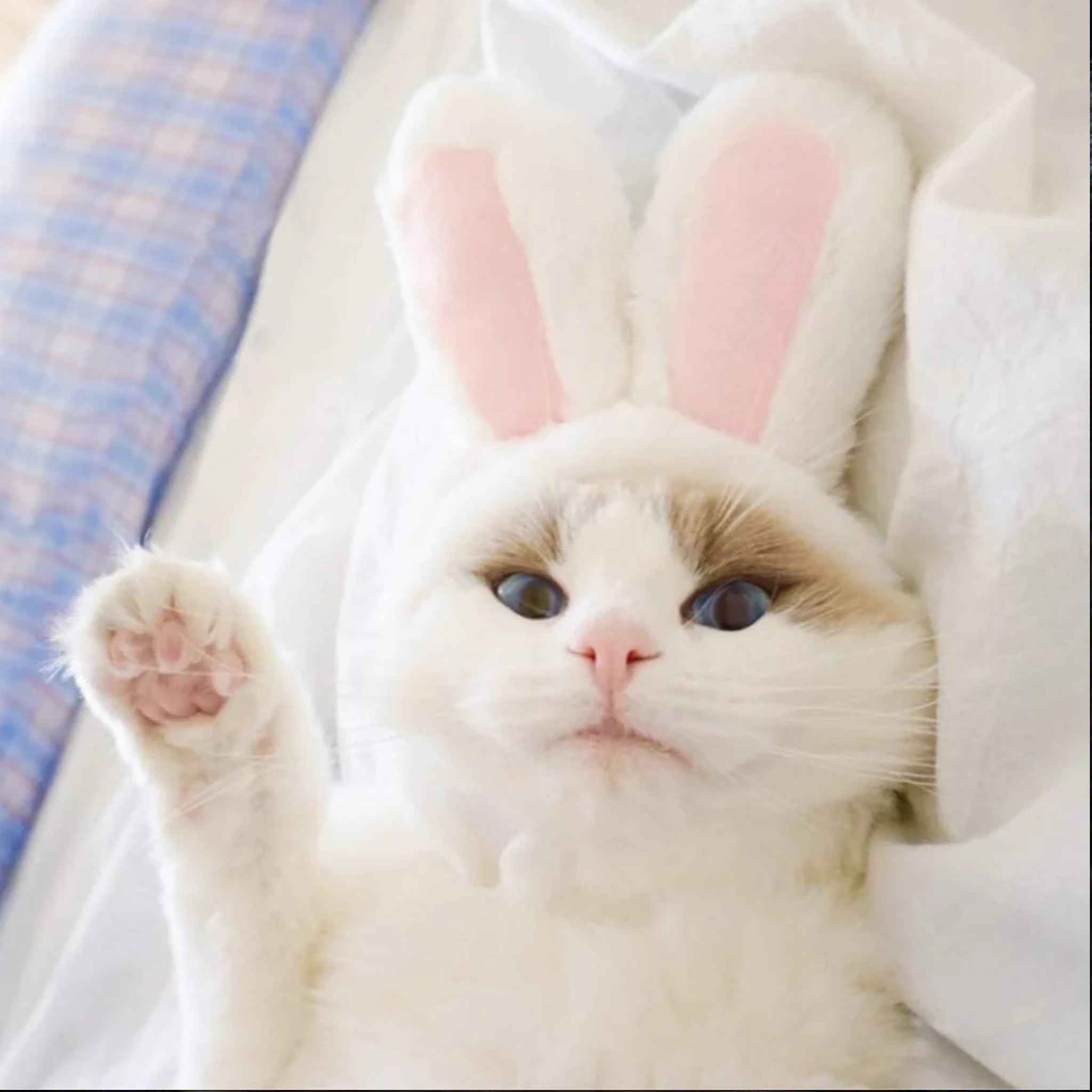 Gorro de Orejas de conejo Gorro de Orejas de conejo