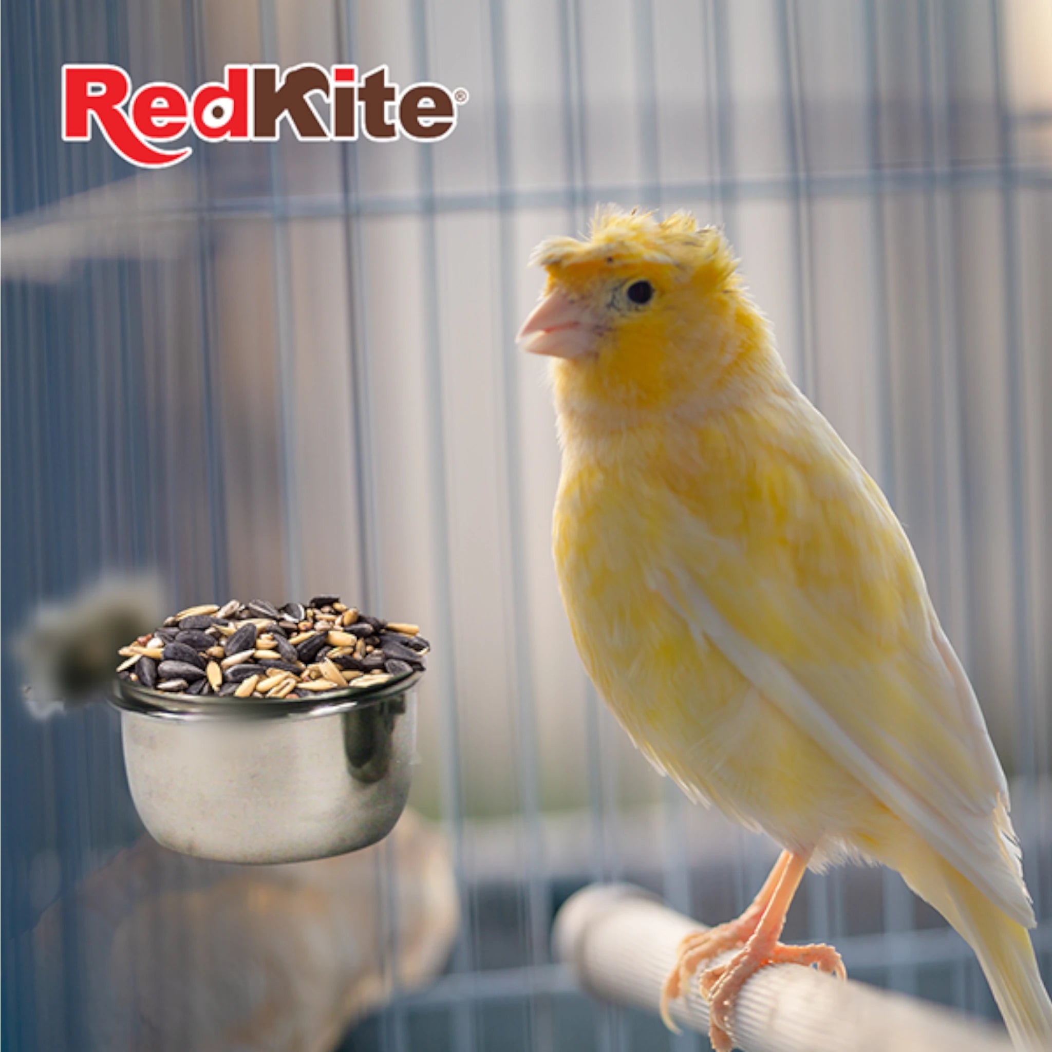 Comedero Taza de acero con abrazadera Canario amarillo junto a un comedero de acero inoxidable con semillas.