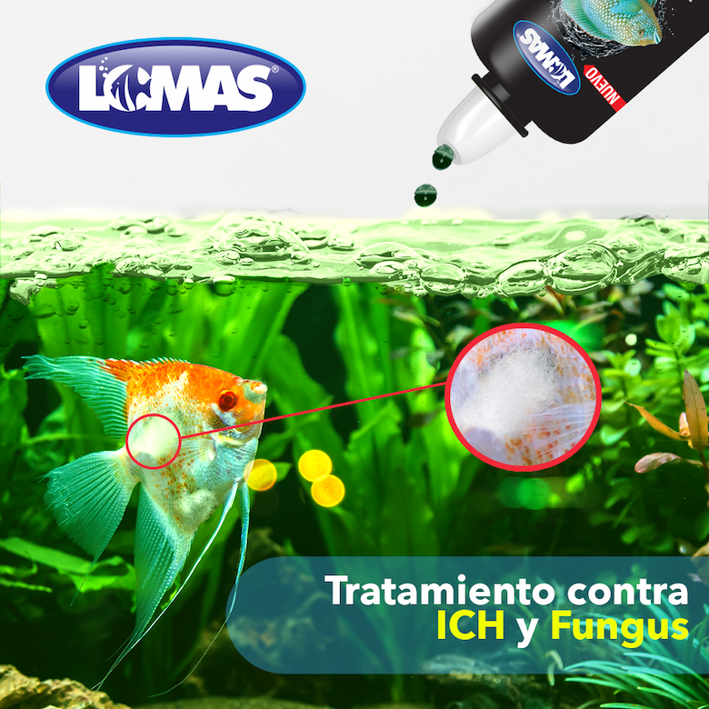 Verde plus Verde plus