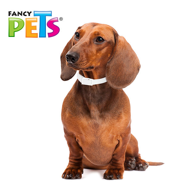 Collar antipulgas para perros Collar antipulgas para perros