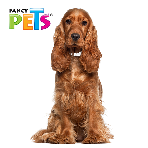 Collar antipulgas para perros Collar antipulgas para perros