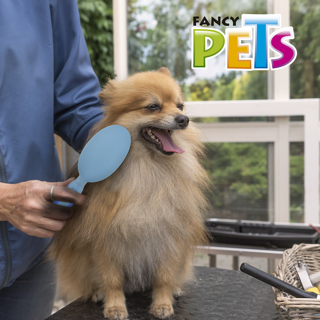 Cepillo Puerco Espín Cepillo Puerco Espín