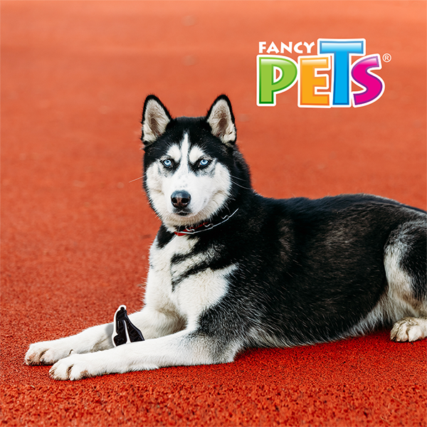 Juguete Filete sabor carne Juguete Filete sabor carne