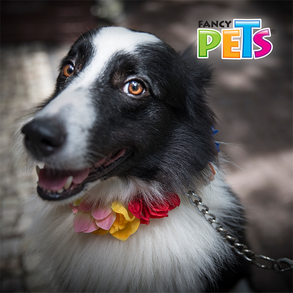 Correa con cadena metálica de 2mm Correa con cadena metálica de 2mm