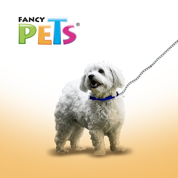 Correa con cadena metálica de 2mm Correa con cadena metálica de 2mm