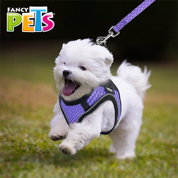 Arnés Morado  con tira reflejante y correa Arnés Morado  con tira reflejante y correa