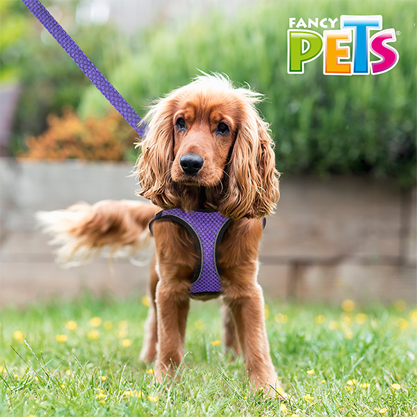 Arnés Morado  con tira reflejante y correa Arnés Morado  con tira reflejante y correa