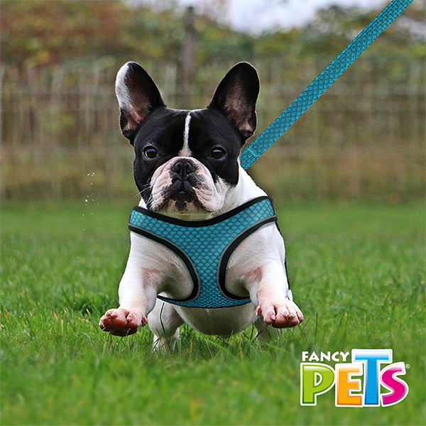 Arnés Azul aqua  con tira reflejante y correa Arnés Azul aqua  con tira reflejante y correa