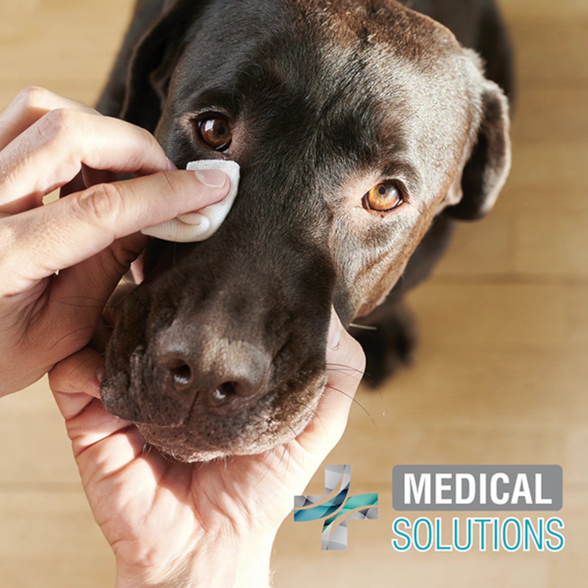 Toallitas limpiadoras para ojos Persona limpiando con suavidad los ojos de un perro con toallitas especiales para eliminar manchas de lagrimal y mejorar su bienestar