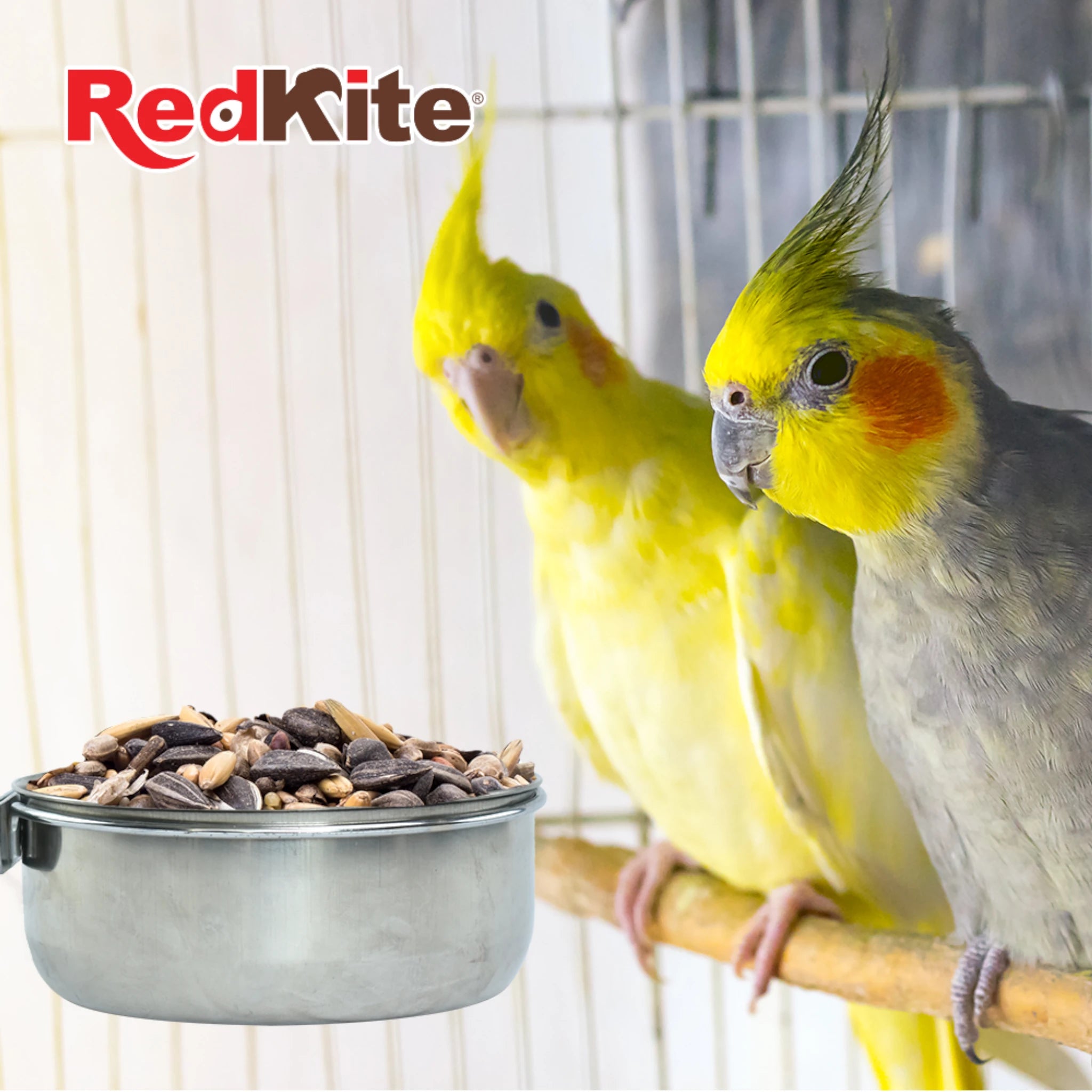 Comedero Taza de acero con abrazadera Dos ninfas amarillas junto a un comedero de acero inoxidable lleno de semillas.