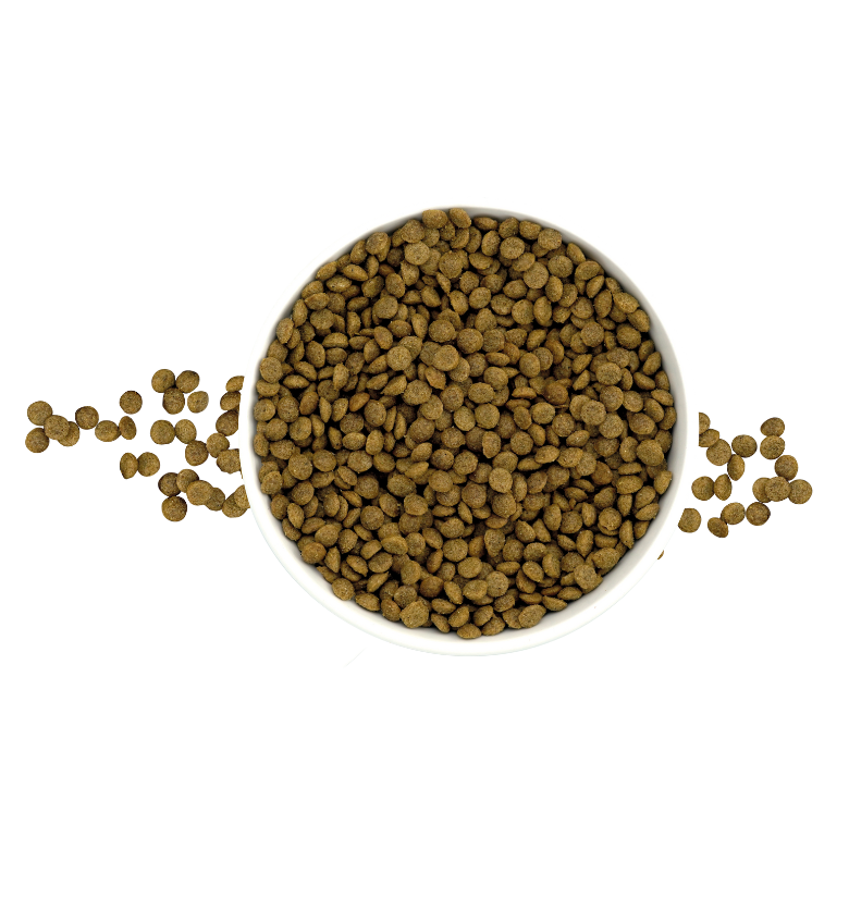 Nucan cachorro  raza pequeña Nucan cachorro  raza pequeña