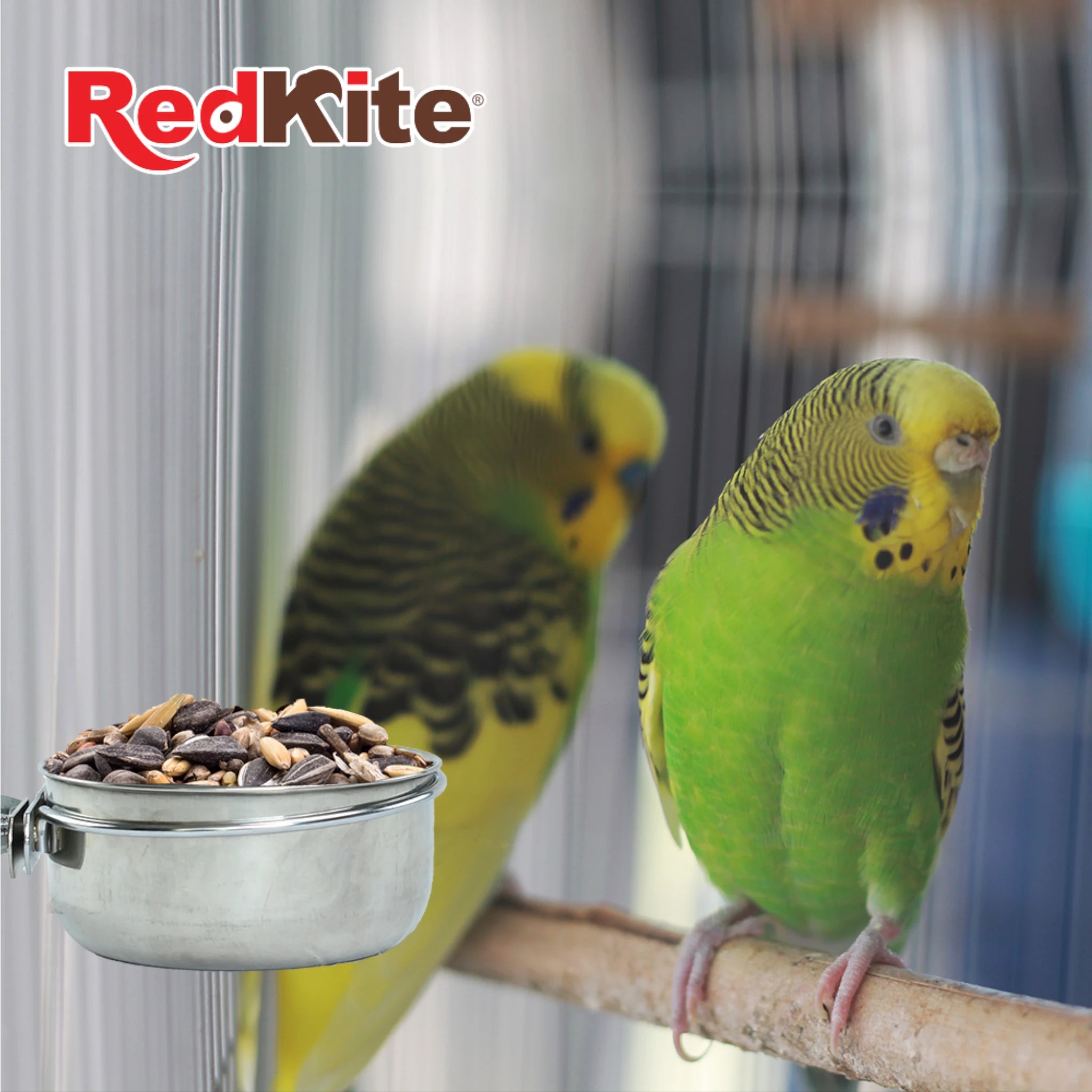 Comedero Taza de acero con abrazadera Dos periquitos verdes junto a comedero de acero inoxidable con semillas.
