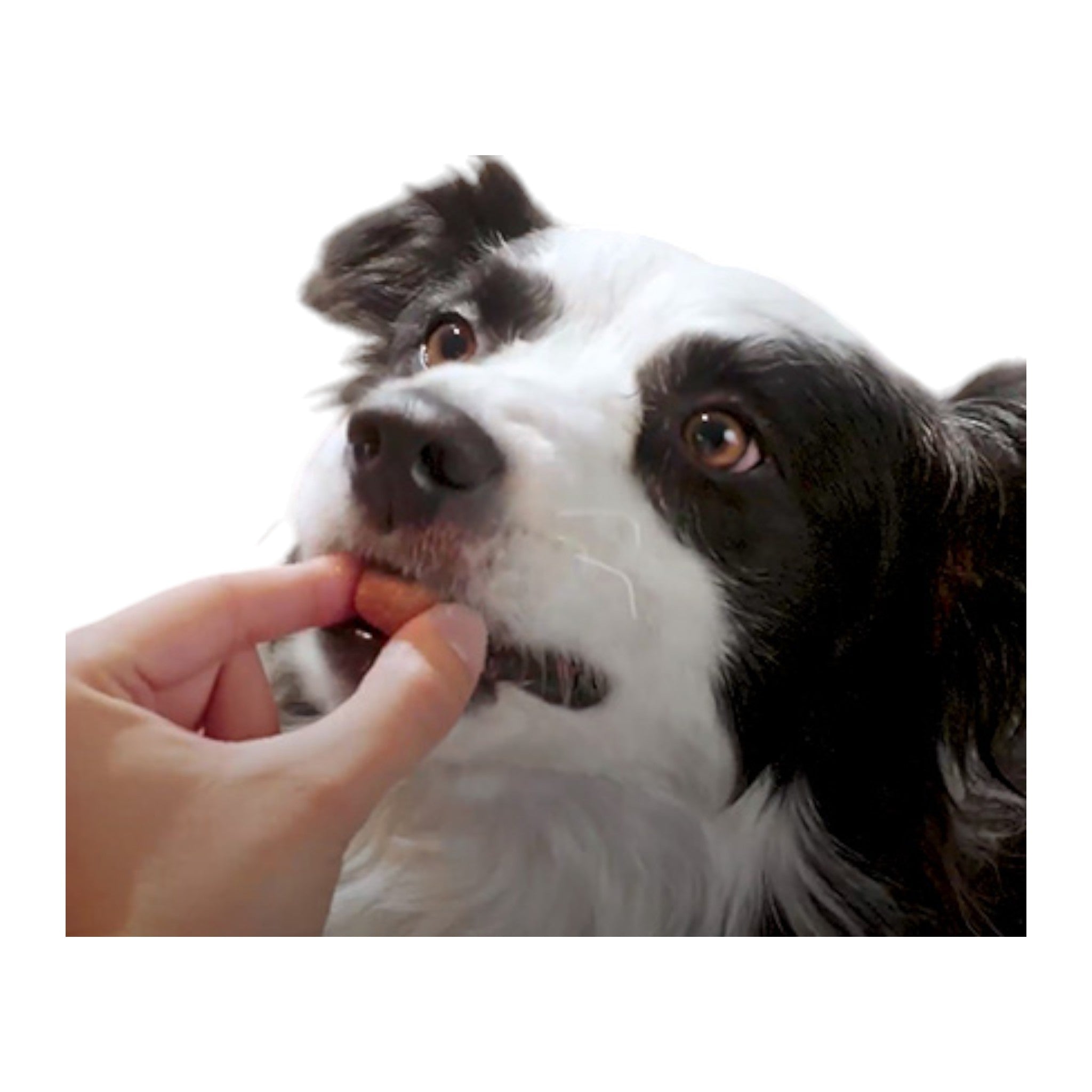 NexGard Spectra 2-3.5kg Perro pequeño comiendo la tableta Bravecto 1M Triple para protegerse de parásitos