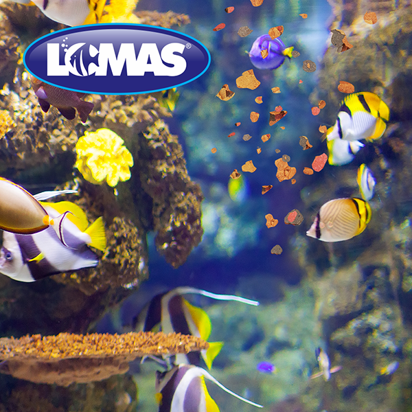 Hojuelas Peces Tropicales Lomas Hojuelas Peces Tropicales Lomas