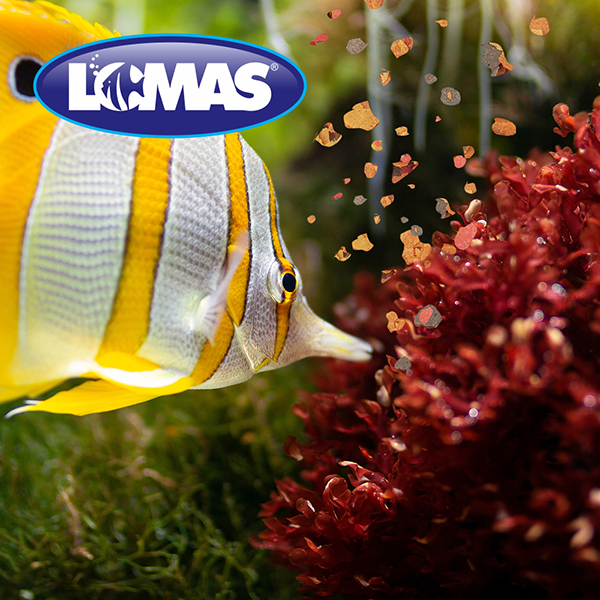 Hojuelas Peces Tropicales Lomas Hojuelas Peces Tropicales Lomas