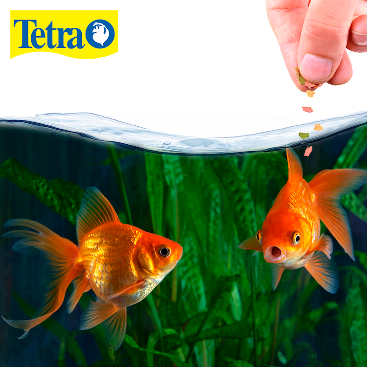 Hojuelas goldenfish Tetrafin Hojuelas goldenfish Tetrafin