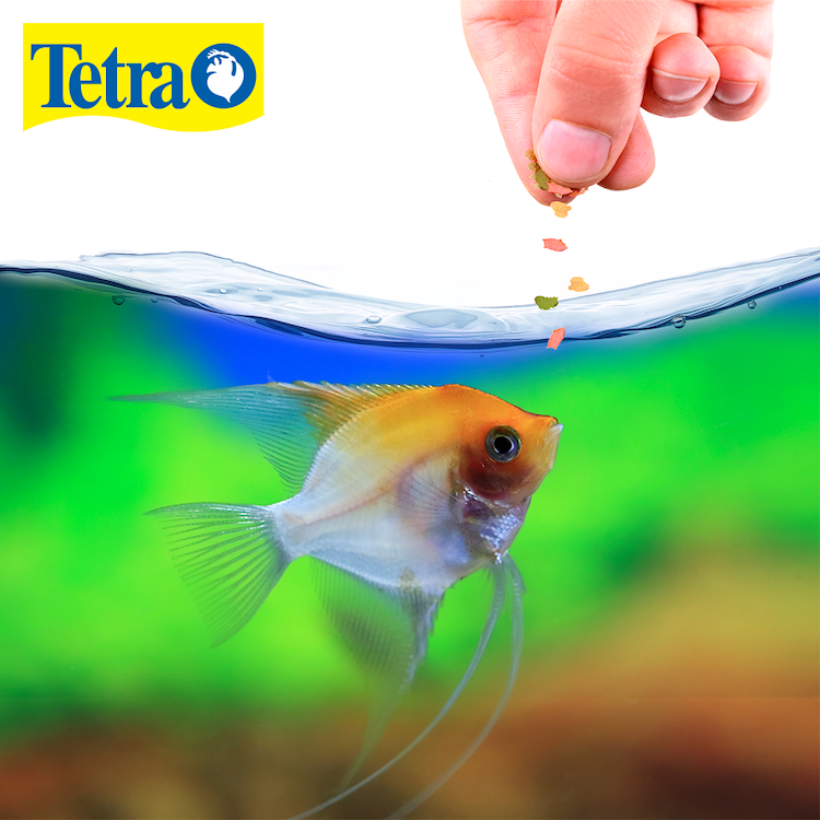 Hojuelas tropicales tetracolor Hojuelas tropicales tetracolor