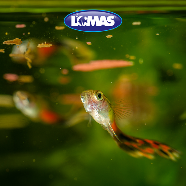 Hojuelas Básicas para Peces Tropicales Lomas Hojuelas Básicas para Peces Tropicales Lomas