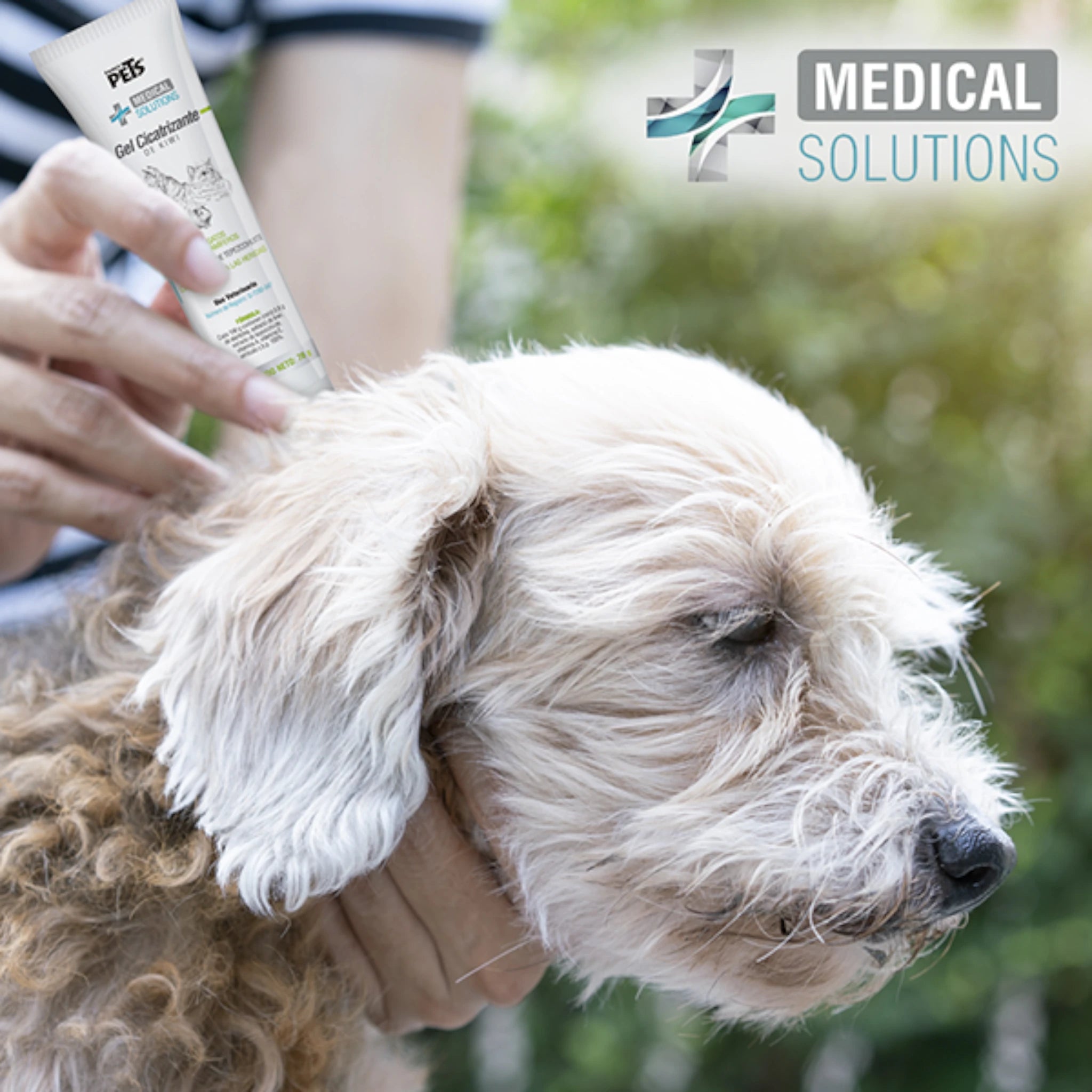 Gel cicatrizante de Kiwi Aplicación de gel cicatrizante de kiwi en  un perro de pelo rizado para el  tratamiento tópico para heridas en mascotas