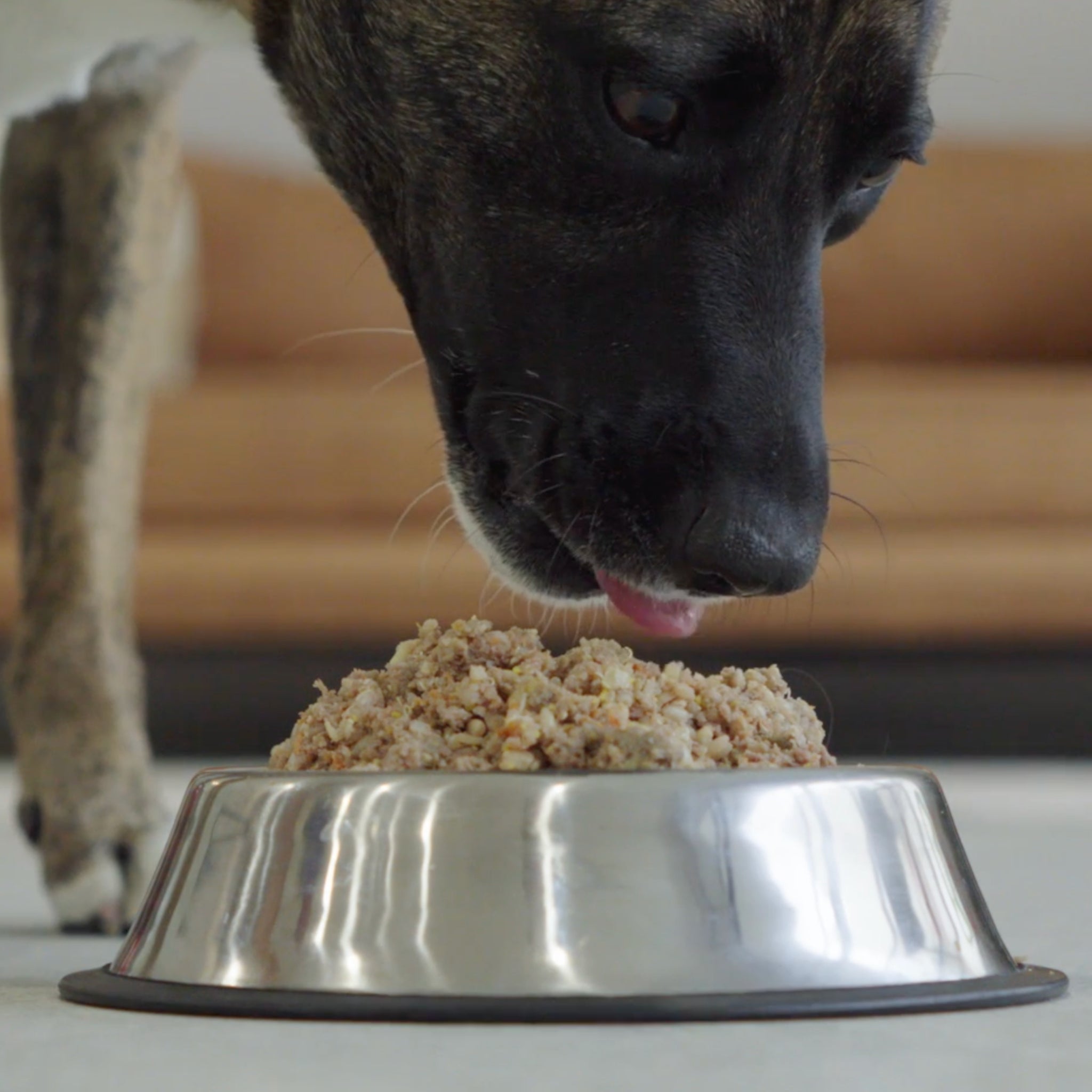 Alimento horneado de res para cachorros TRUF Perrio disfrutando del alimento horneado TRUF