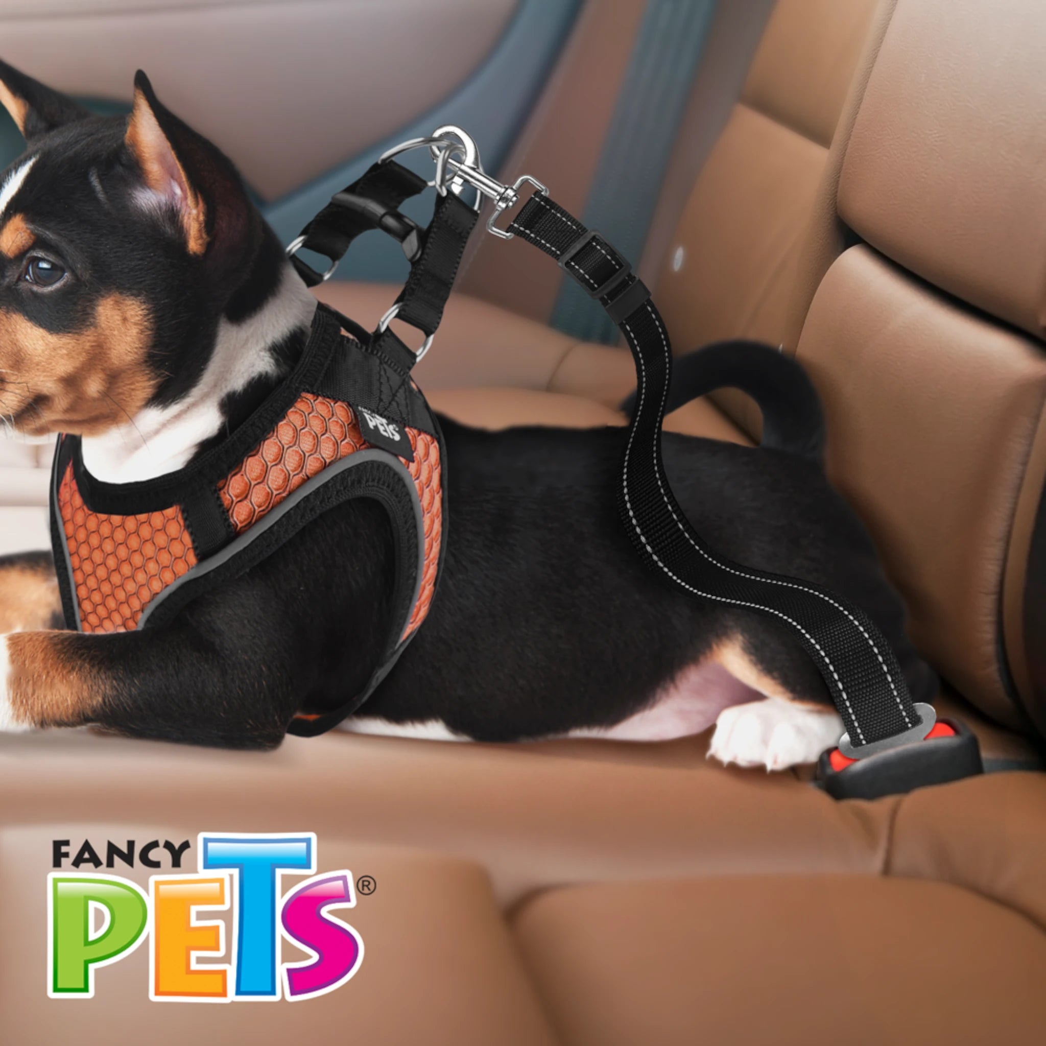 Correa de seguridad para el auto Perro con arnés sujeto con correa de seguridad para auto Fancy Pets, viajando seguro en el asiento trasero.