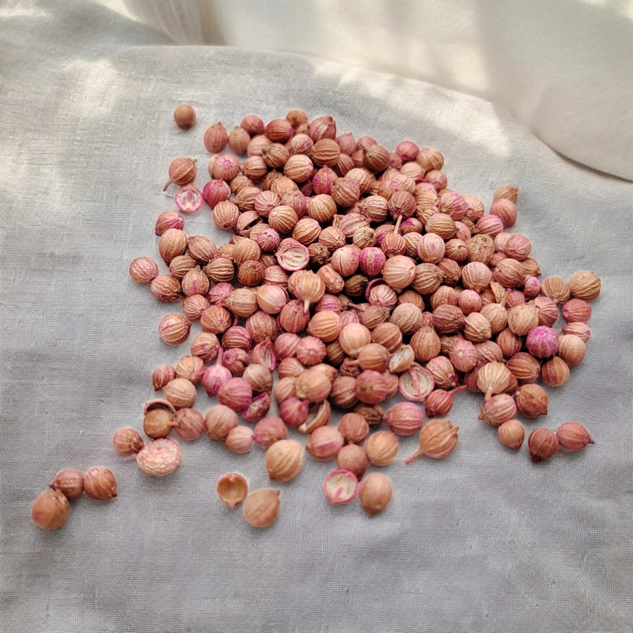 Semillas de Cilantro Granel semillas de cilantro listo para sembrar en casa o huerto urbano