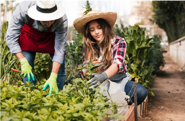 Cómo Cuidar de Tu Huerta y Jardín Durante Todo el Año