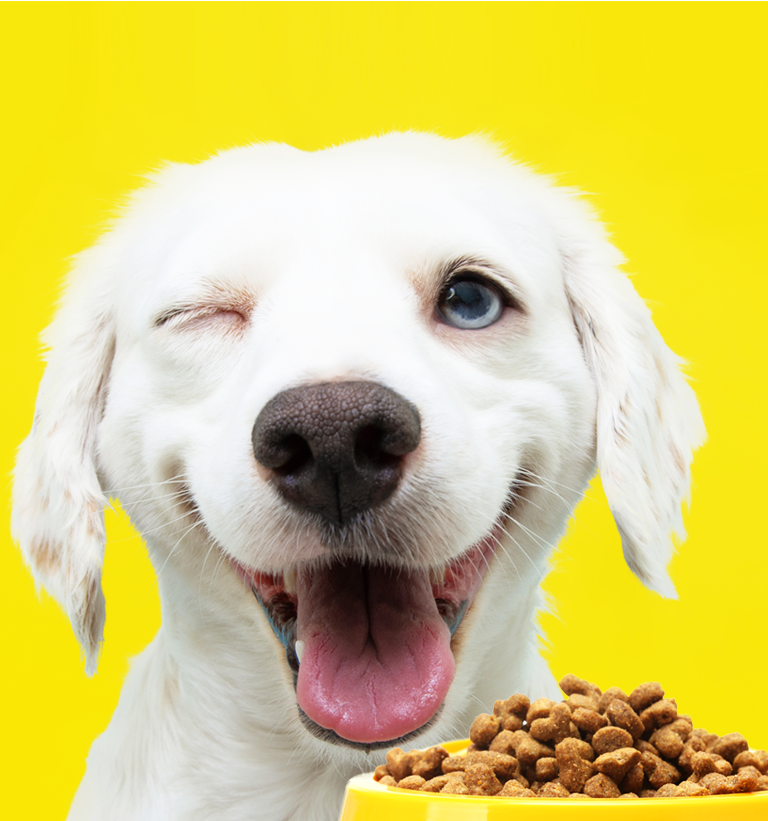 Alimentos Premium para Perros y Gatos: ¿Por Qué Son Importantes?