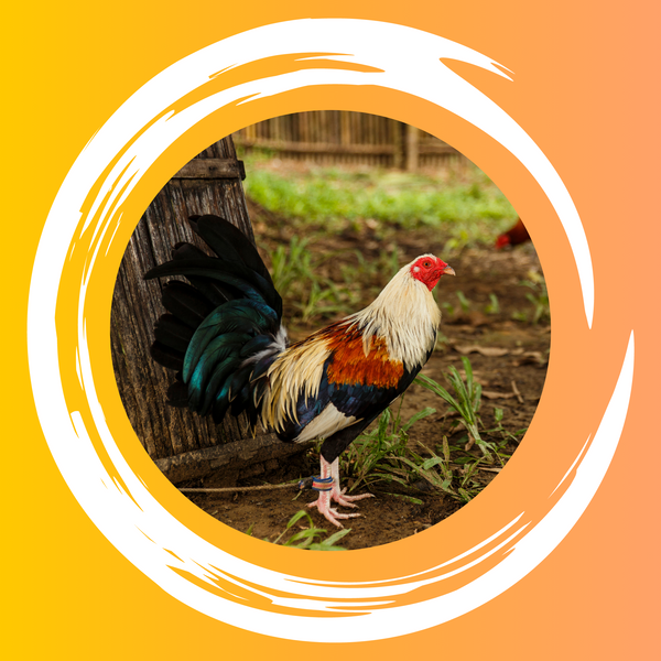 Gallos