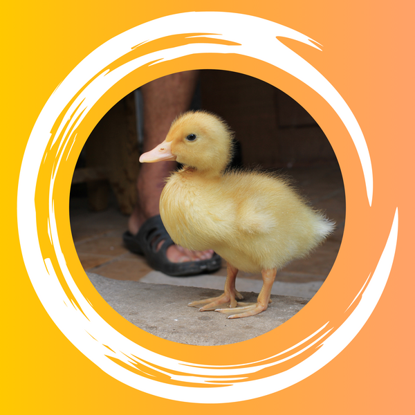 Patos