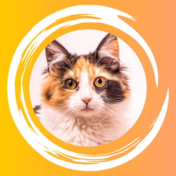 Gatos