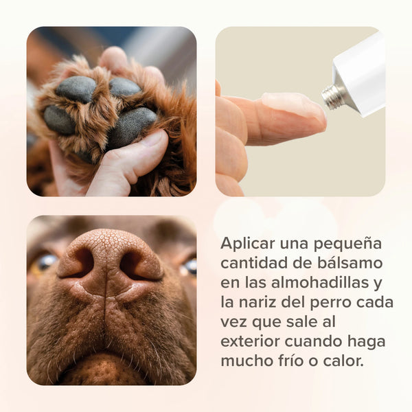 Aplicación de bálsamo en nariz y patas de perro con indicaciones para proteger en climas extremos.