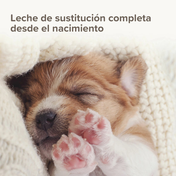 Cachorrito recién nacido dormido plácidamente, representando la nutrición completa y seguridad que ofrece la leche de sustitución Beaphar Lactol desde el nacimiento.