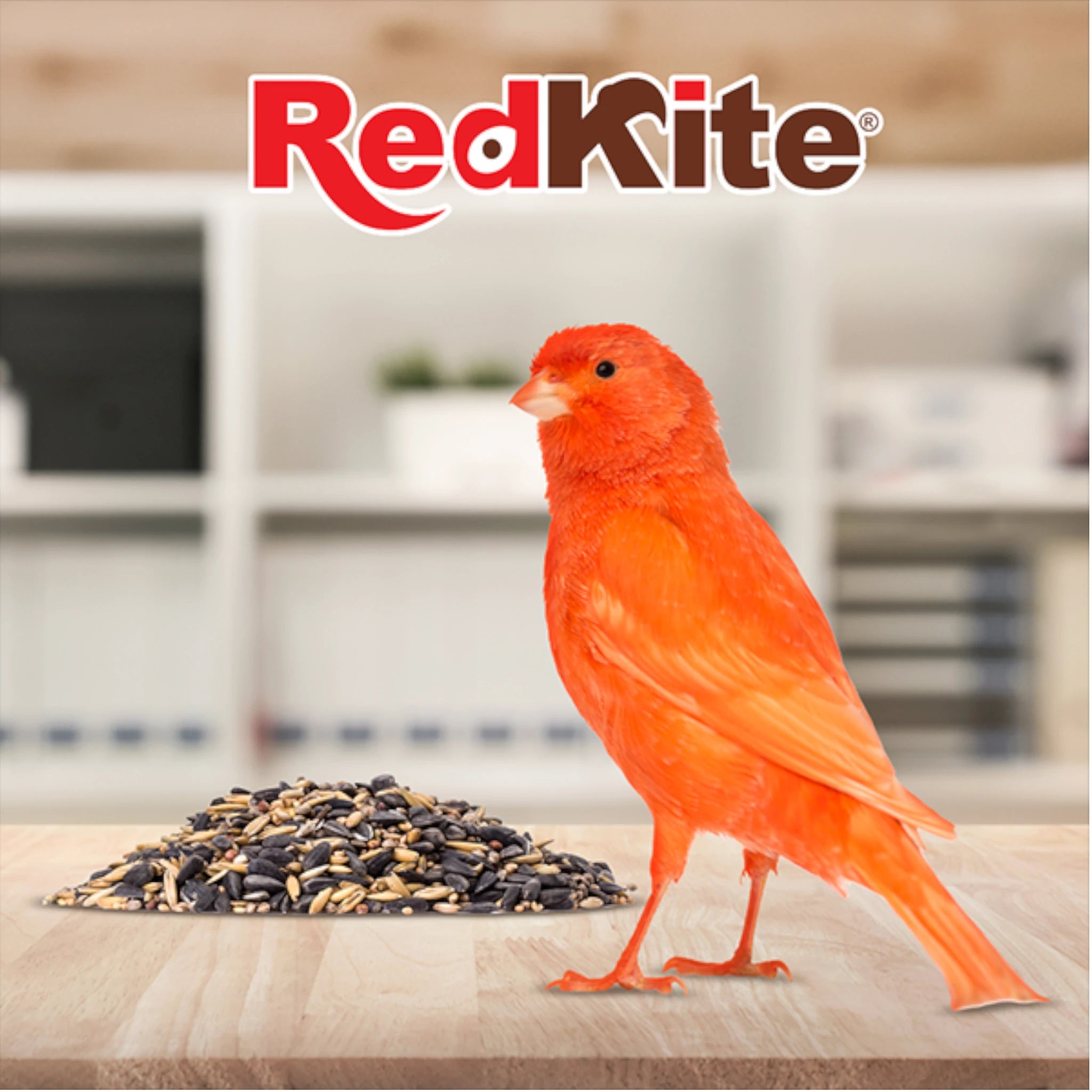 Imagen ilustrativa de un  canario probando  Alpiste, mijo y linaza contenidas en  mezcla de semillas para finches y canarios RedKite