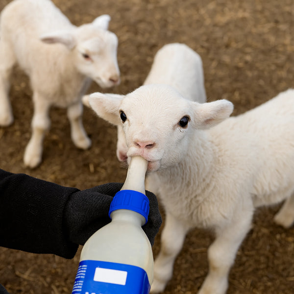 Chivo bebé tomando leche de una botella adaptada con chupón roscable azul para mamila, en un corral. 🐑🍼