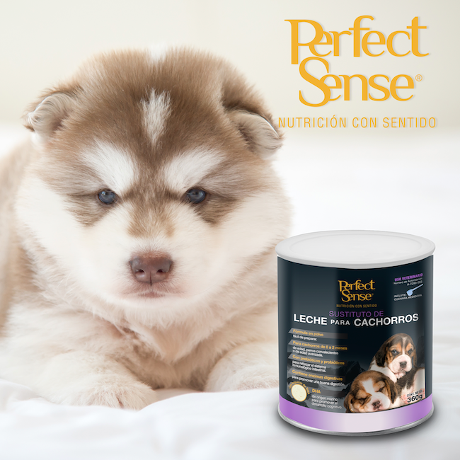 Sustituto de leche para cachorros perfect sense