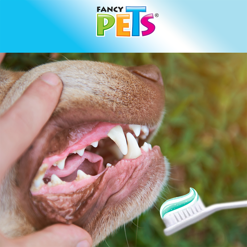 Kit dental para perro