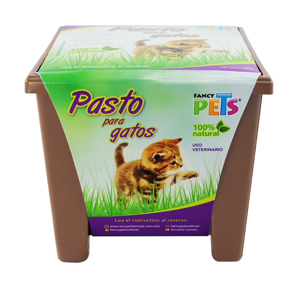 Pasto para gatos