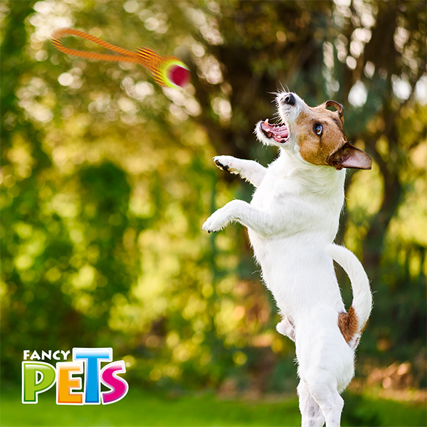 Cuerda con nudo y pelota