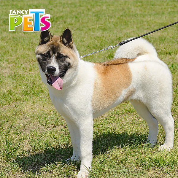 Collar de entrenamiento 2.5mm