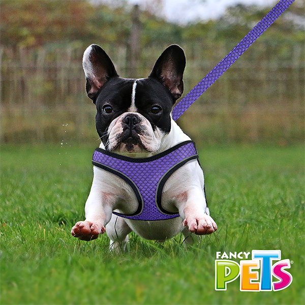 Arnés Morado  con tira reflejante y correa