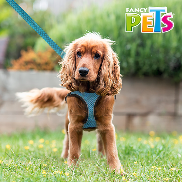 Arnés Azul aqua  con tira reflejante y correa