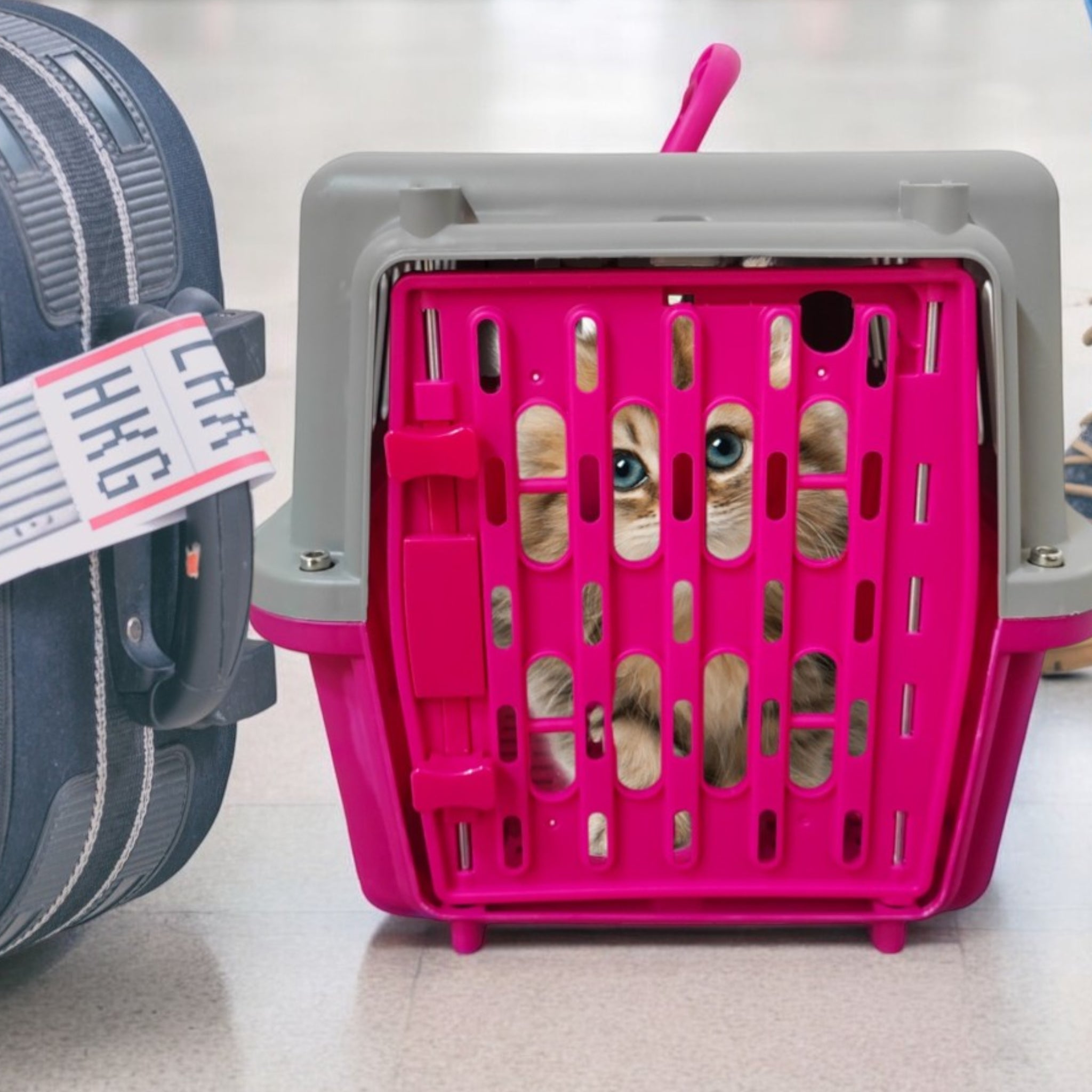 Gato viajando tranquilo dentro de la transportadora Ocean Pets durante un traslado