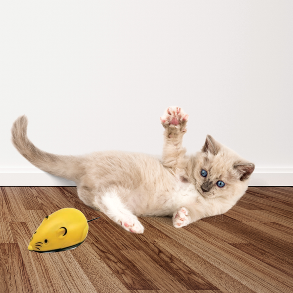Gatito persiguiendo juguete de cuerda con forma de ratón amarillo, ideal para ejercicio y entretenimiento