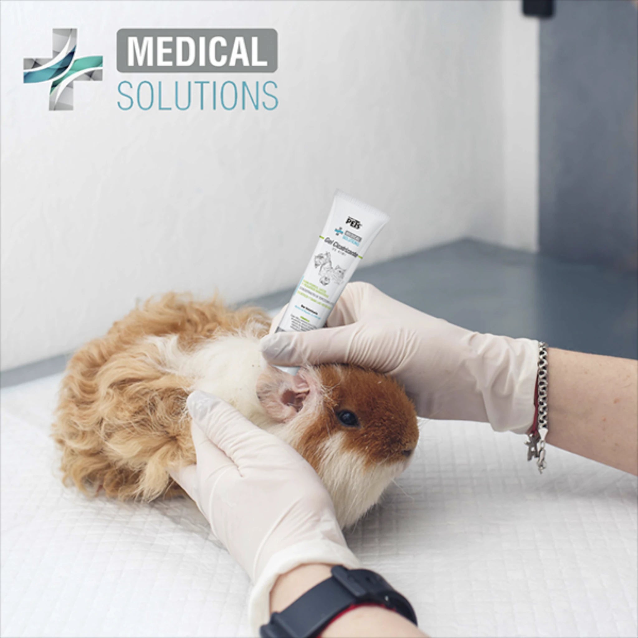 Aplicación de gel cicatrizante de kiwi en un cuyo por un médico; cuidado veterinario para pequeños mamíferos