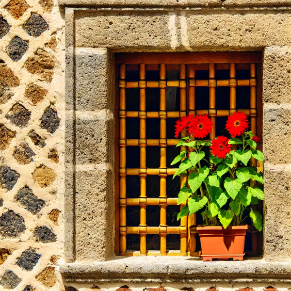 Maceta con girasoles rojos floreciendo frente a un ventanal de cantera, ideal para representar el cultivo decorativo en casa